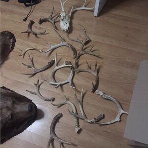 Rustic Antler/skull antler bundle